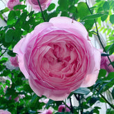 Ausbite rose-自由精神|English Climbing Rose